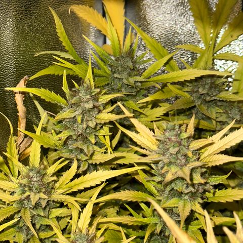 Pink Runtz Auto growlog timeline photo