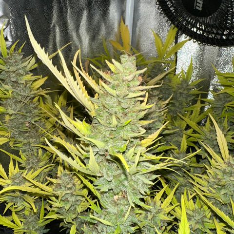 Pink Runtz Auto growlog timeline photo