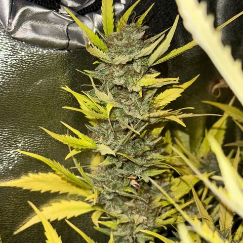Pink Runtz Auto growlog timeline photo