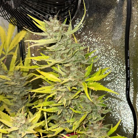 Pink Runtz Auto growlog timeline photo