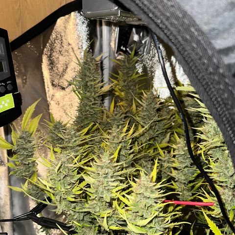 Pink Runtz Auto growlog timeline photo