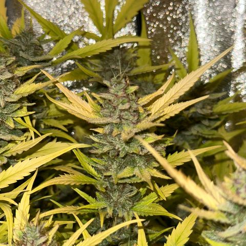 Pink Runtz Auto growlog timeline photo