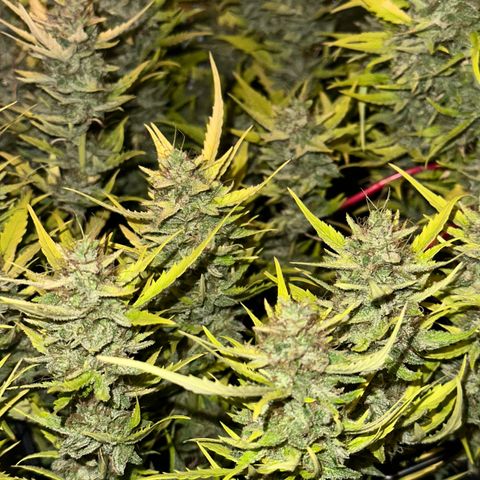 Pink Runtz Auto growlog timeline photo