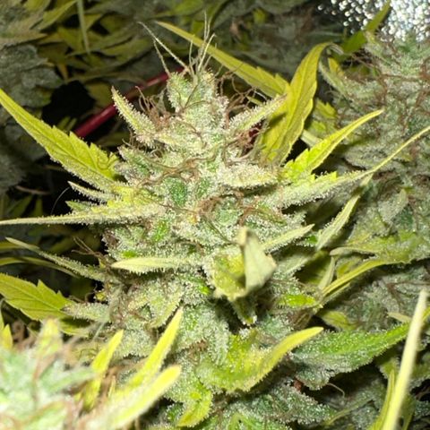 Pink Runtz Auto growlog timeline photo