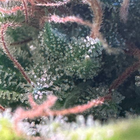 Pink Runtz Auto growlog timeline photo