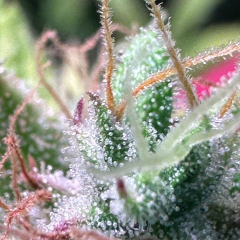 Pink Runtz Auto growlog timeline photo