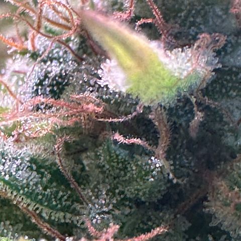 Pink Runtz Auto growlog timeline photo