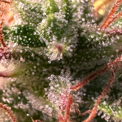 Pink Runtz Auto growlog timeline photo