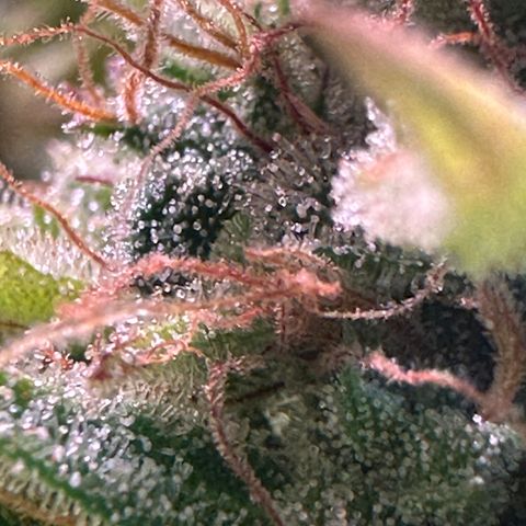 Pink Runtz Auto growlog timeline photo