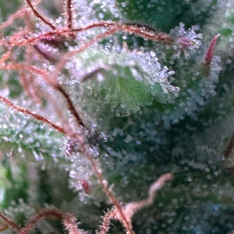 Pink Runtz Auto growlog timeline photo