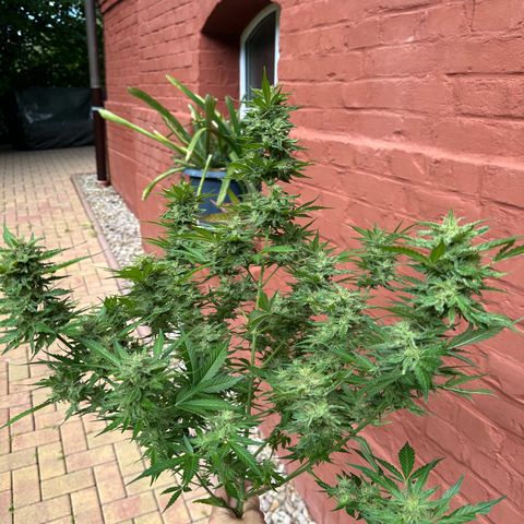 Cosmos F1 growlog timeline photo