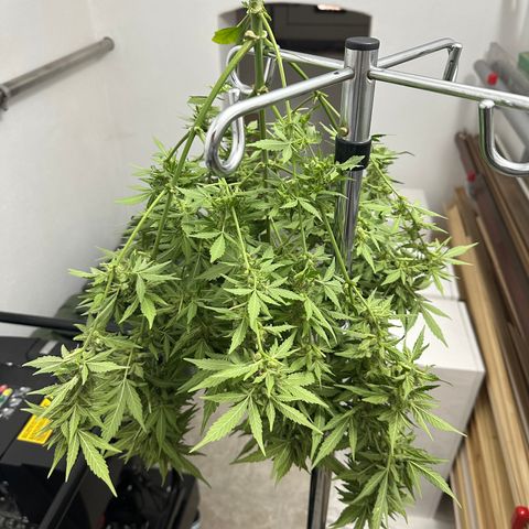 Cosmos F1 growlog timeline photo