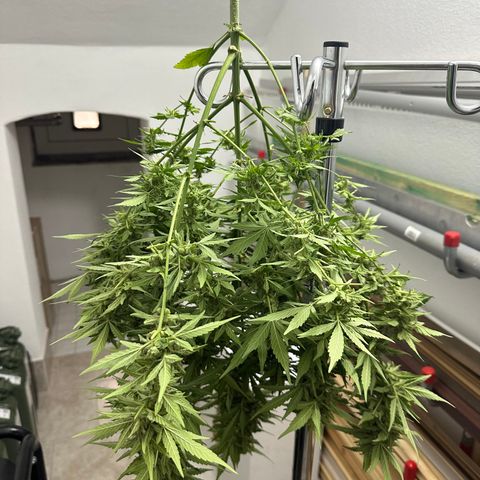 Cosmos F1 growlog timeline photo