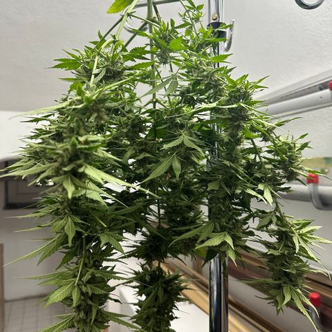 Cosmos F1 growlog timeline photo