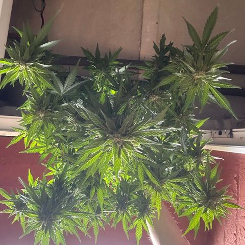 Cosmos F1 growlog timeline photo