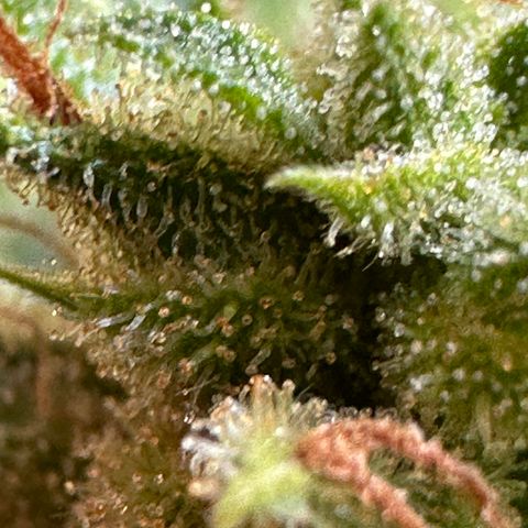 Cosmos F1 growlog timeline photo