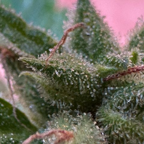 Cosmos F1 growlog timeline photo