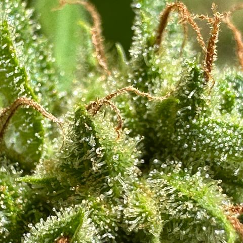 Cosmos F1 growlog timeline photo