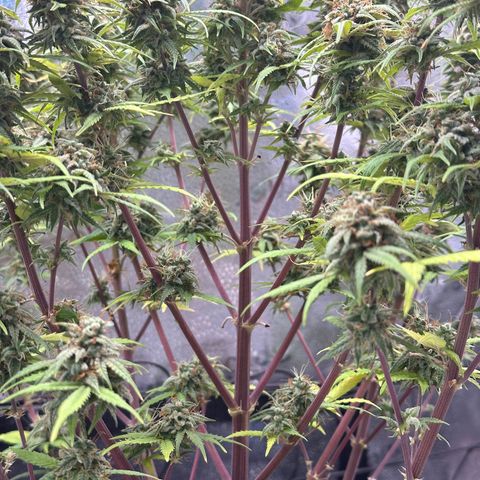 Trainwreck Auto growlog timeline photo