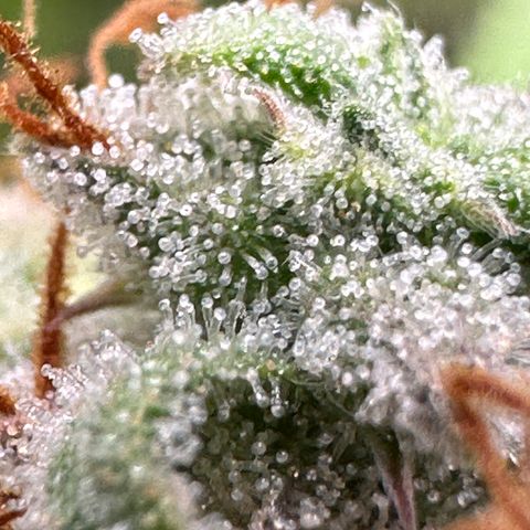 Trainwreck Auto growlog timeline photo