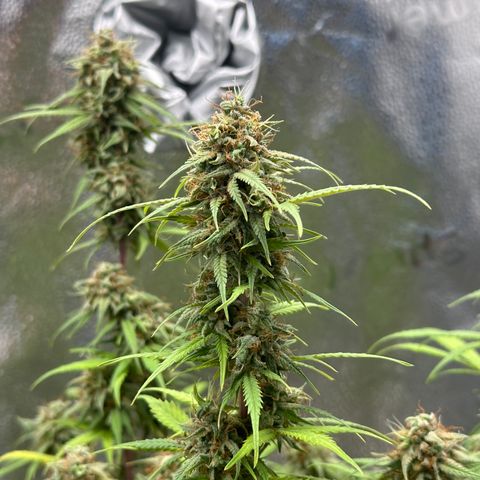 Trainwreck Auto growlog timeline photo