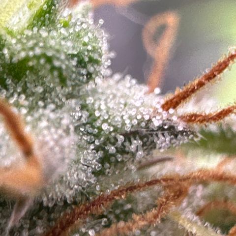Trainwreck Auto growlog timeline photo
