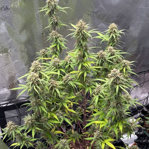 Trainwreck Auto growlog timeline photo