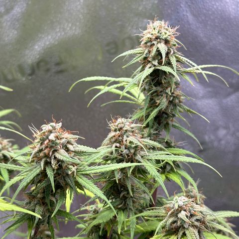 Trainwreck Auto growlog timeline photo