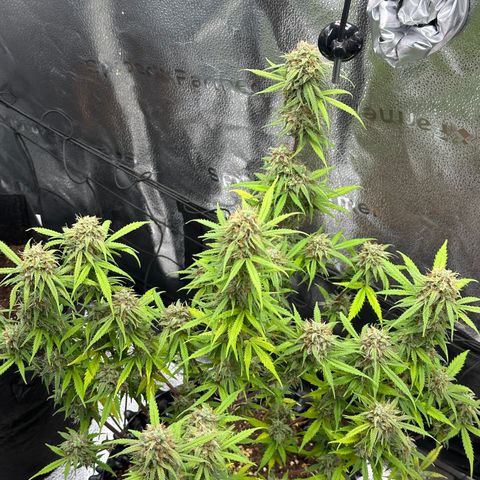 Trainwreck Auto growlog timeline photo
