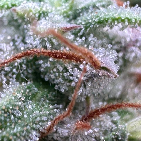 Trainwreck Auto growlog timeline photo