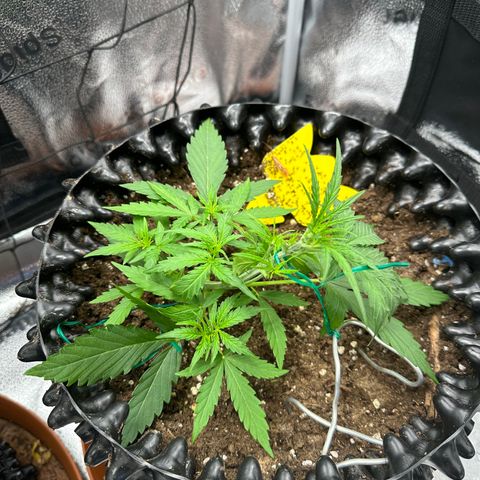 Orion F1 #2 growlog timeline photo
