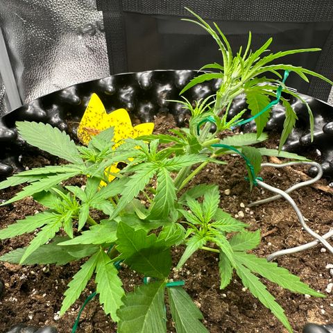 Orion F1 #2 growlog timeline photo