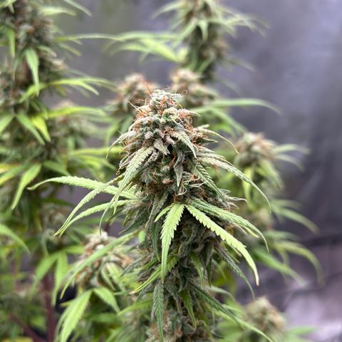 Trainwreck Auto growlog timeline photo