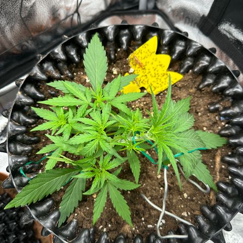 Orion F1 #2 growlog timeline photo