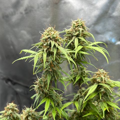 Trainwreck Auto growlog timeline photo