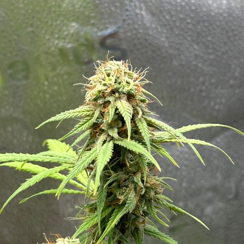 Trainwreck Auto growlog timeline photo