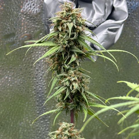 Trainwreck Auto growlog timeline photo