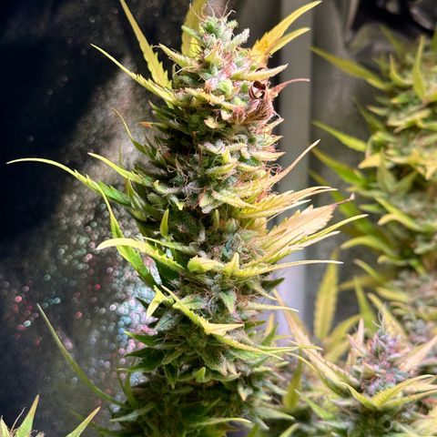 Pink Runtz Auto growlog timeline photo