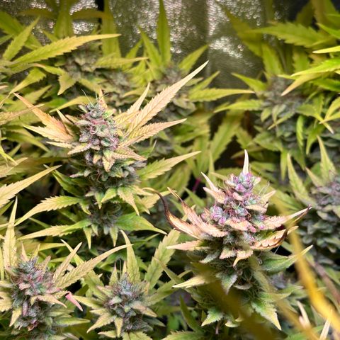 Pink Runtz Auto growlog timeline photo