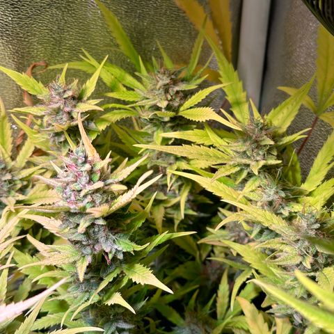 Pink Runtz Auto growlog timeline photo