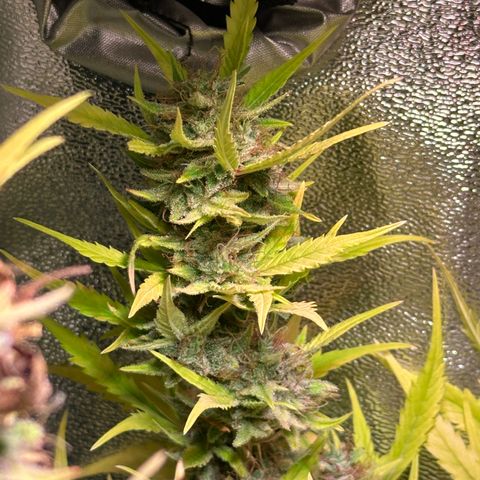 Pink Runtz Auto growlog timeline photo