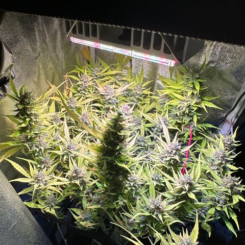 Pink Runtz Auto growlog timeline photo