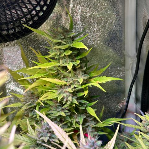 Pink Runtz Auto growlog timeline photo