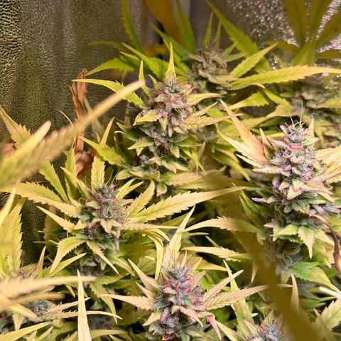 Pink Runtz Auto growlog timeline photo