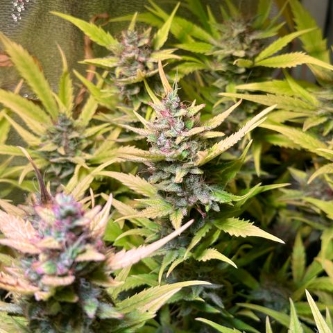 Pink Runtz Auto growlog timeline photo
