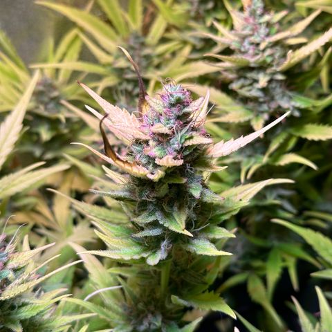 Pink Runtz Auto growlog timeline photo