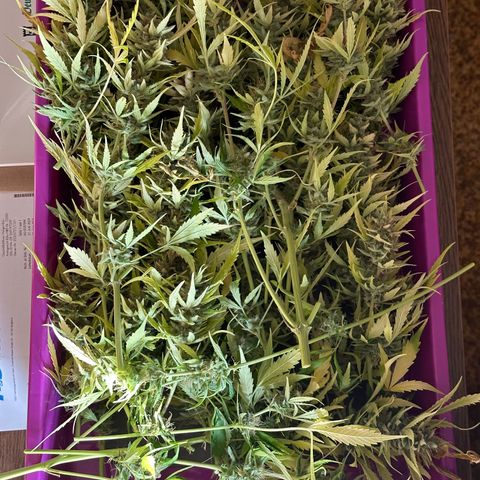 Pink Runtz Auto growlog timeline photo