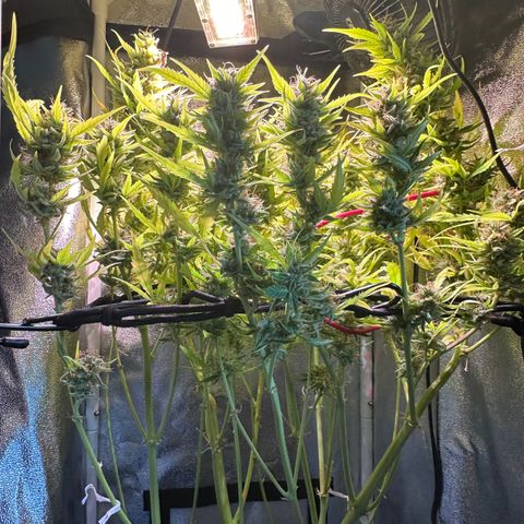 Pink Runtz Auto growlog timeline photo