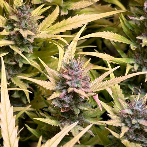 Pink Runtz Auto growlog timeline photo