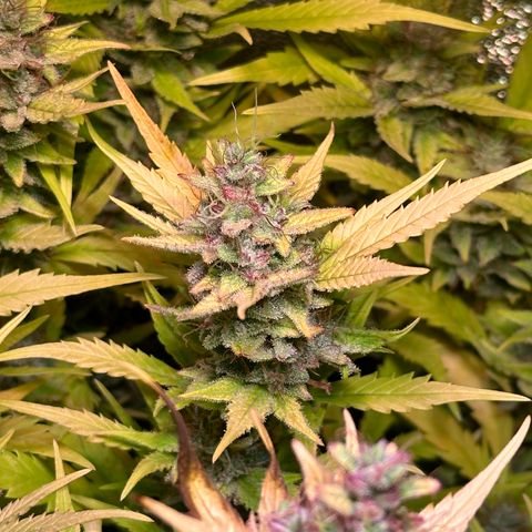 Pink Runtz Auto growlog timeline photo